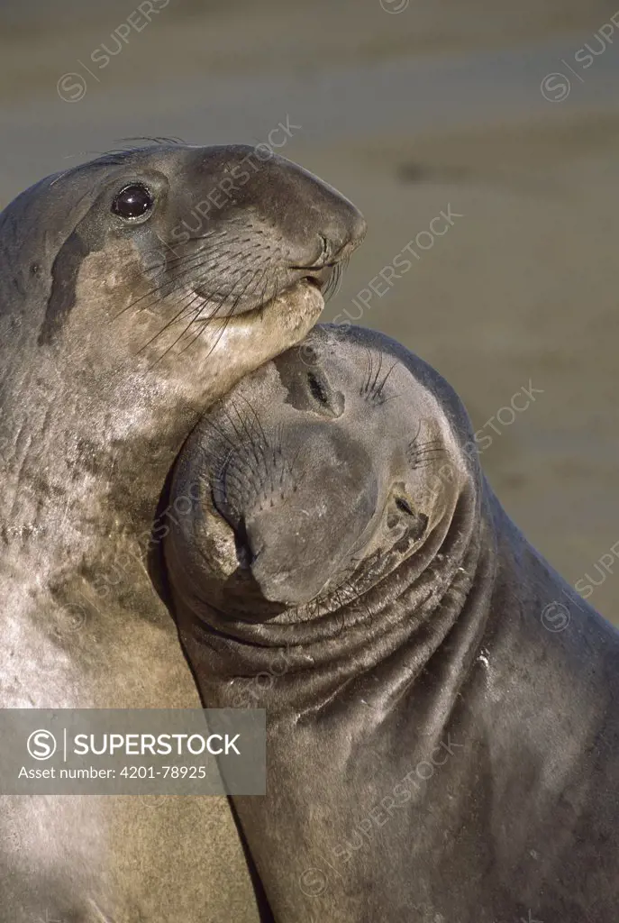 Northern Elephant Seal (Mirounga angustirostris) juvenile male pair sparring, Point Piedras Blancas, California