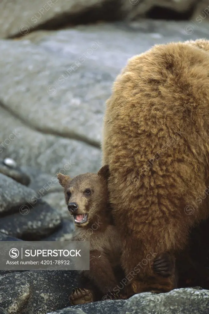 Grizzly Bear (Ursus arctos horribilis) young cub yawning and holding onto mother's leg, Katmai National Park, Alaska