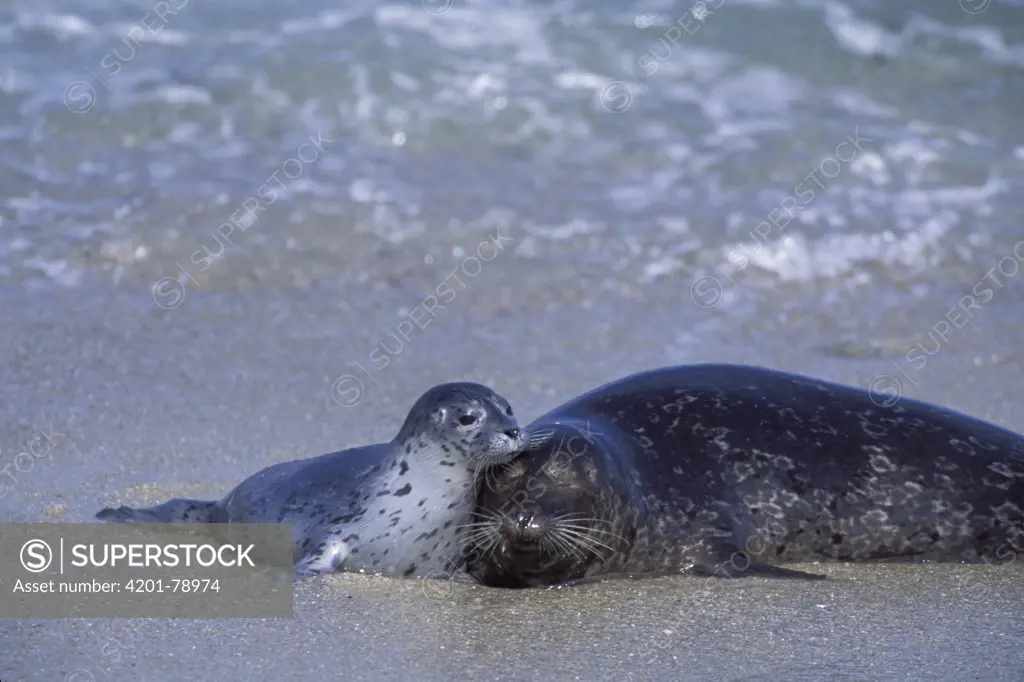 Harbor Seal (Phoca vitulina) young pup with mother, Elkhorn Slough, Monterey Bay, California