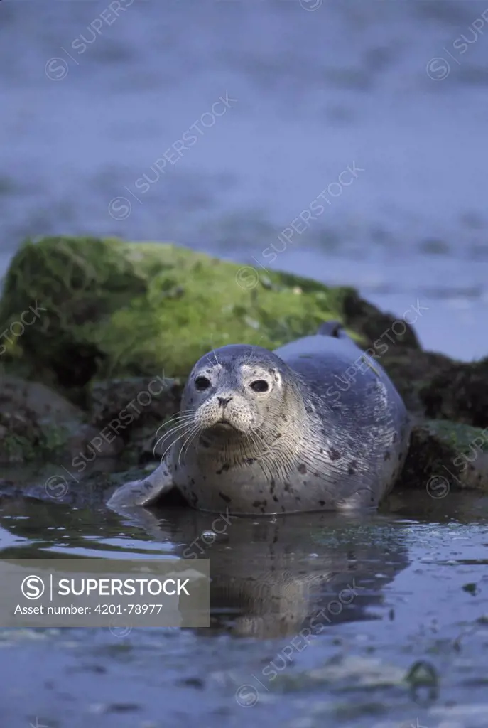 Harbor Seal (Phoca vitulina) three week old pup, Elkhorn Slough, Monterey Bay, California
