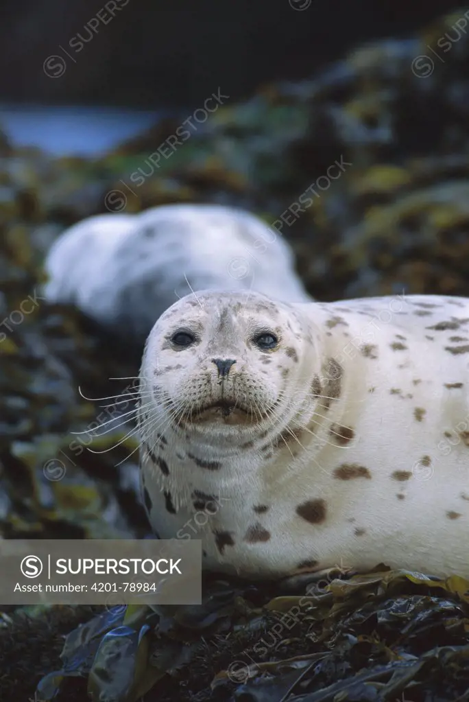 Harbor Seal (Phoca vitulina) portrait, Point Lobos State Reserve, California