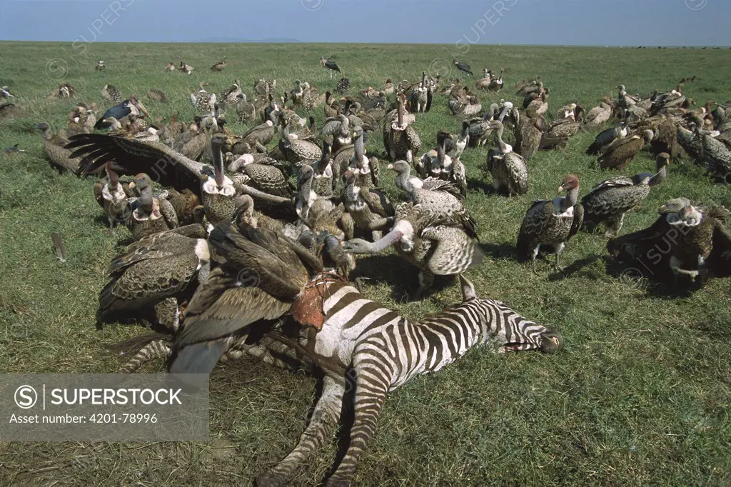 Ruppell's Griffon (Gyps rueppellii) and White-backed Vulture (Gyps africanus) group feeding on Zebra carcass, Tanzania, east Africa