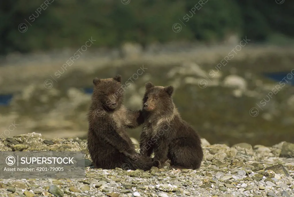 Grizzly Bear (Ursus arctos horribilis) 6-8 month old cubs playing, Katmai National Park, Alaska
