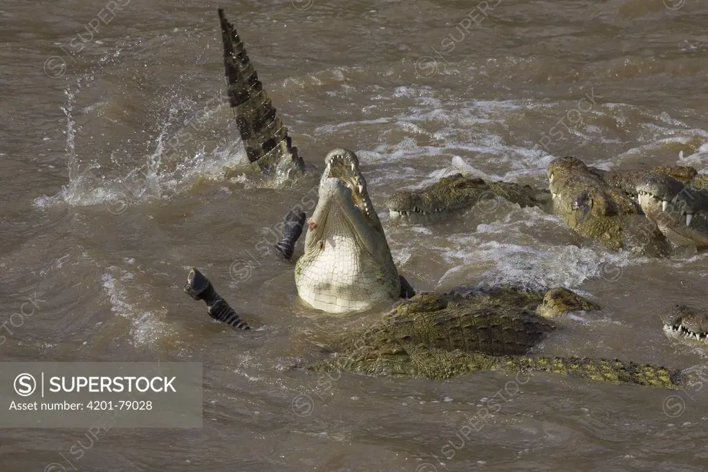 Nile Crocodile (Crocodylus niloticus) hungry adults finishing off Zebra, Mara River, Masai Mara National Reserve, Kenya