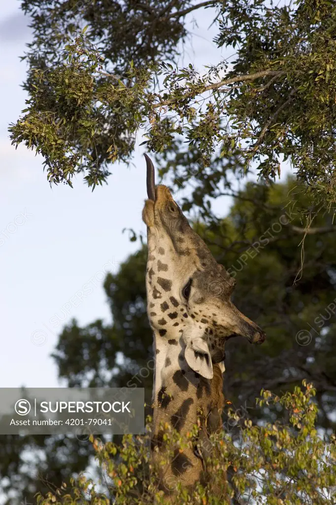 Giraffe (Giraffa camelopardalis) using its long tongue to browse on leaves, Masai Mara National Reserve, Kenya