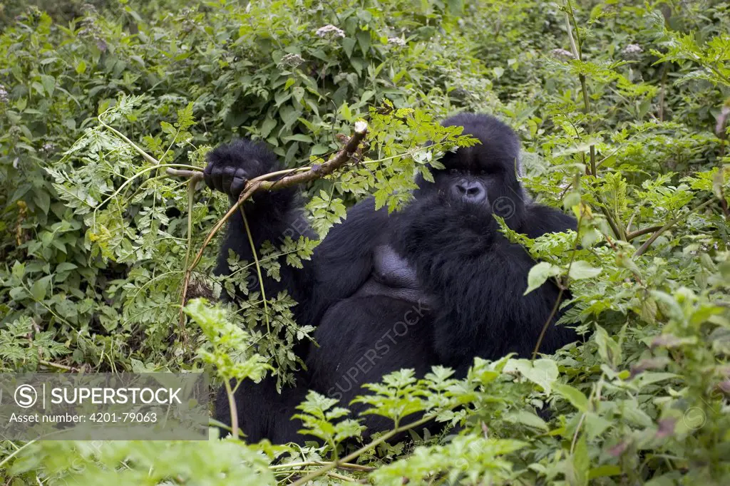 Mountain Gorilla (Gorilla gorilla beringei) large male silverback feeding on vegetation, endangered, Parc National Des Volcans, Rwanda