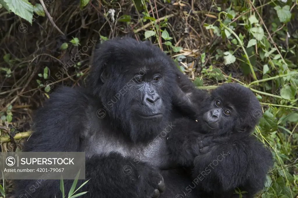 Mountain Gorilla (Gorilla gorilla beringei) mother and playful 10 month old infant, endangered, Parc National Des Volcans, Rwanda