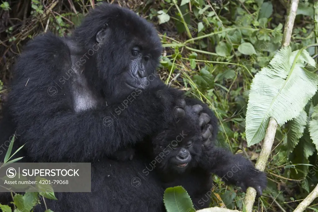 Mountain Gorilla (Gorilla gorilla beringei) mother grooming 10 month old infant, endangered, Parc National Des Volcans, Rwanda