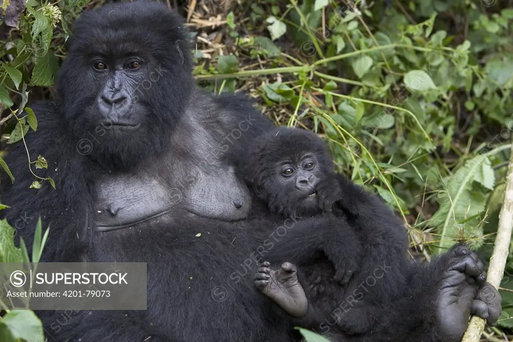 Mountain Gorilla (Gorilla gorilla beringei) mother and 10 month old infant, endangered, Parc National Des Volcans, Rwanda