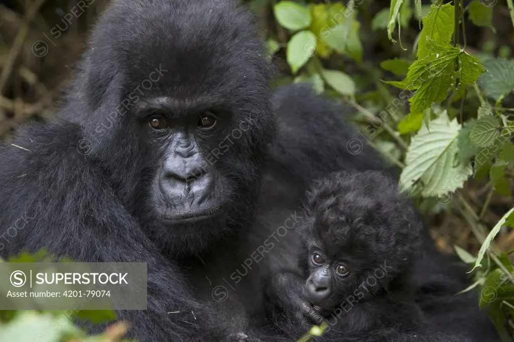 Mountain Gorilla (Gorilla gorilla beringei) mother and three month old infant, endangered, Parc National Des Volcans, Rwanda