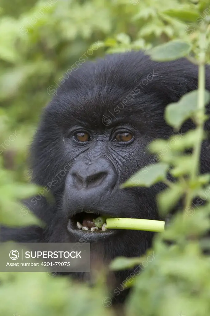 Mountain Gorilla (Gorilla gorilla beringei) adult feeding on wild celery, endangered, Parc National Des Volcans, Rwanda
