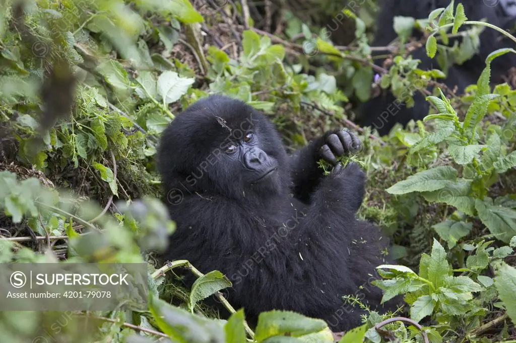 Mountain Gorilla (Gorilla gorilla beringei) juvenile feeding on leaves, endangered, Parc National Des Volcans, Rwanda