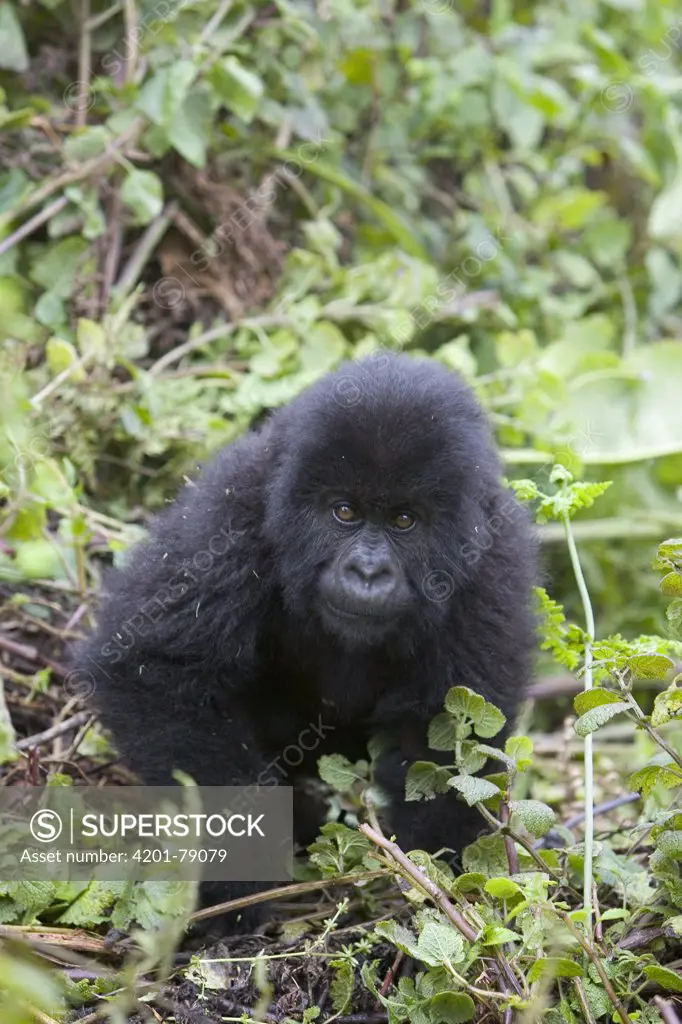 Mountain Gorilla (Gorilla gorilla beringei) five year old baby, endangered, Parc National Des Volcans, Rwanda