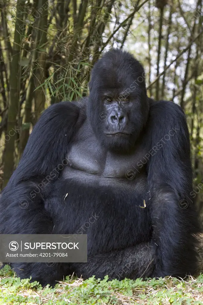 Mountain Gorilla (Gorilla gorilla beringei) large silverback male sitting in bamboo forest, endangered, Parc National Des Volcans, Rwanda