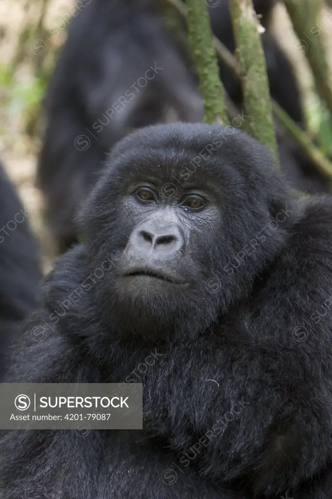 Mountain Gorilla (Gorilla gorilla beringei) portrait, endangered, Parc National Des Volcans, Rwanda