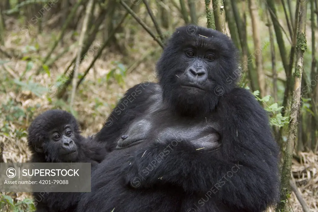 Mountain Gorilla (Gorilla gorilla beringei) mother with 10 month old infant, endangered, Parc National Des Volcans, Rwanda