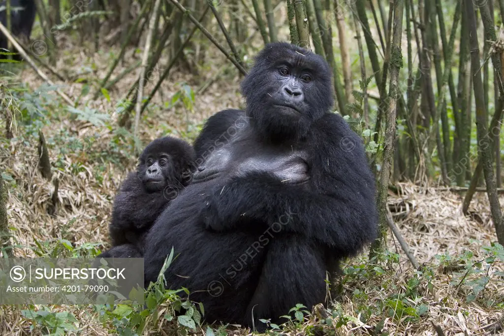 Mountain Gorilla (Gorilla gorilla beringei) mother with 10 month old infant, endangered, Parc National Des Volcans, Rwanda