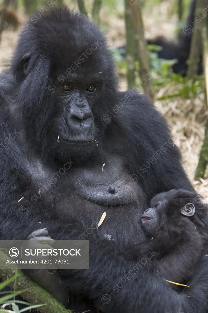 Mountain Gorilla (Gorilla gorilla beringei) mother holding sleeping three month old infant, endangered, Parc National Des Volcans, Rwanda