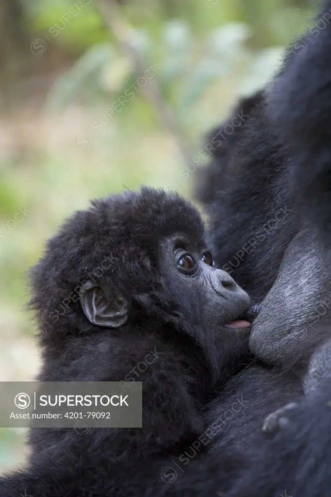 Mountain Gorilla (Gorilla gorilla beringei) 10 month old infant nursing, endangered, Parc National Des Volcans, Rwanda