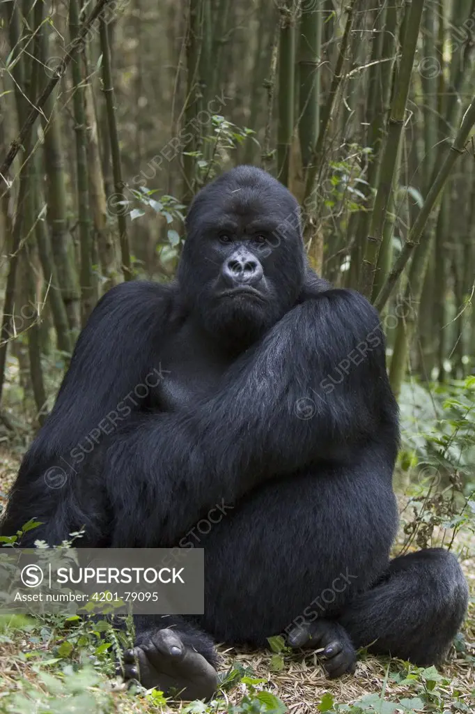 Mountain Gorilla (Gorilla gorilla beringei) large male silverback resting in bamboo forest, endangered, Parc National Des Volcans, Rwanda