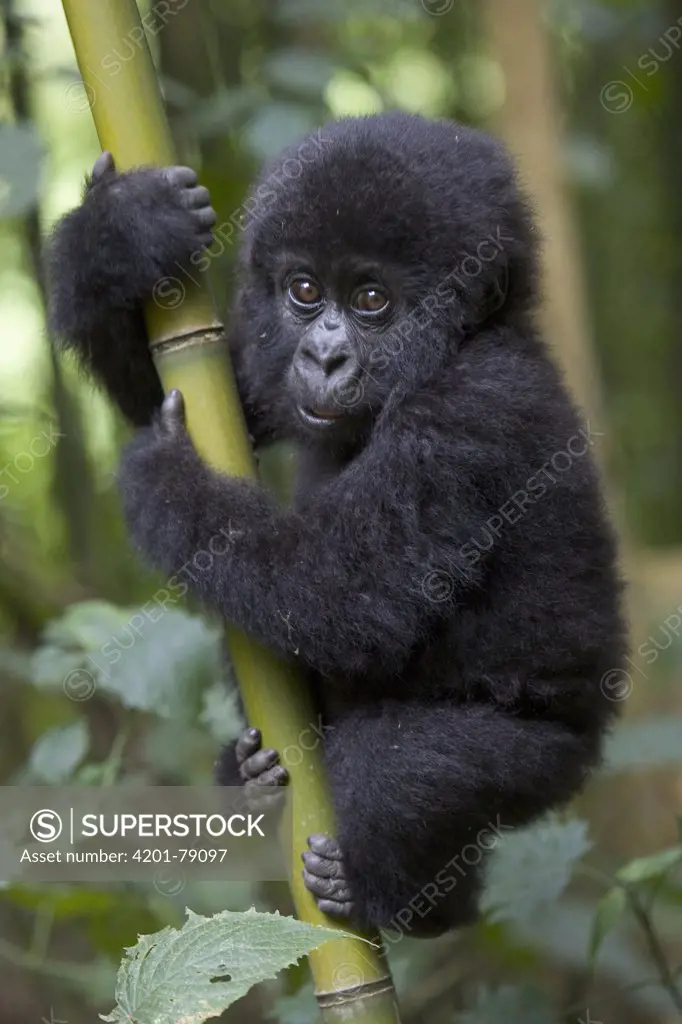Mountain Gorilla (Gorilla gorilla beringei) 10 month old infant playfully climbing bamboo pole, endangered, Parc National Des Volcans, Rwanda