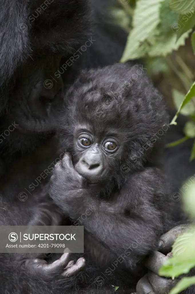 Mountain Gorilla (Gorilla gorilla beringei) three month old infant sucking on thumb, endangered, Parc National Des Volcans, Rwanda