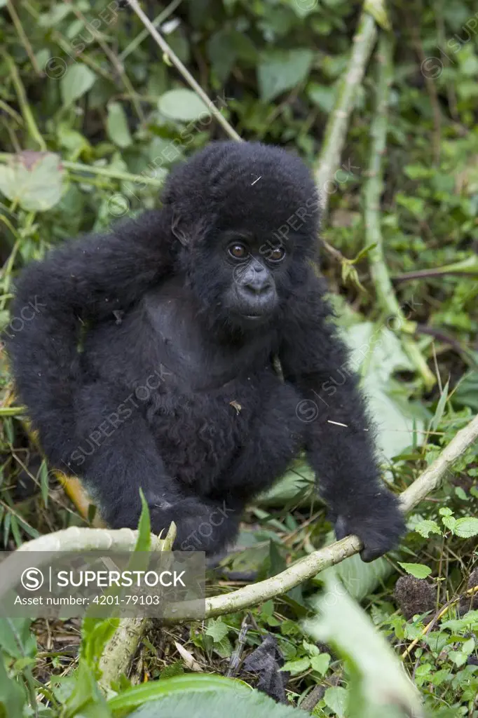 Mountain Gorilla (Gorilla gorilla beringei) 10 month old infant portrait, endangered, Parc National Des Volcans, Rwanda