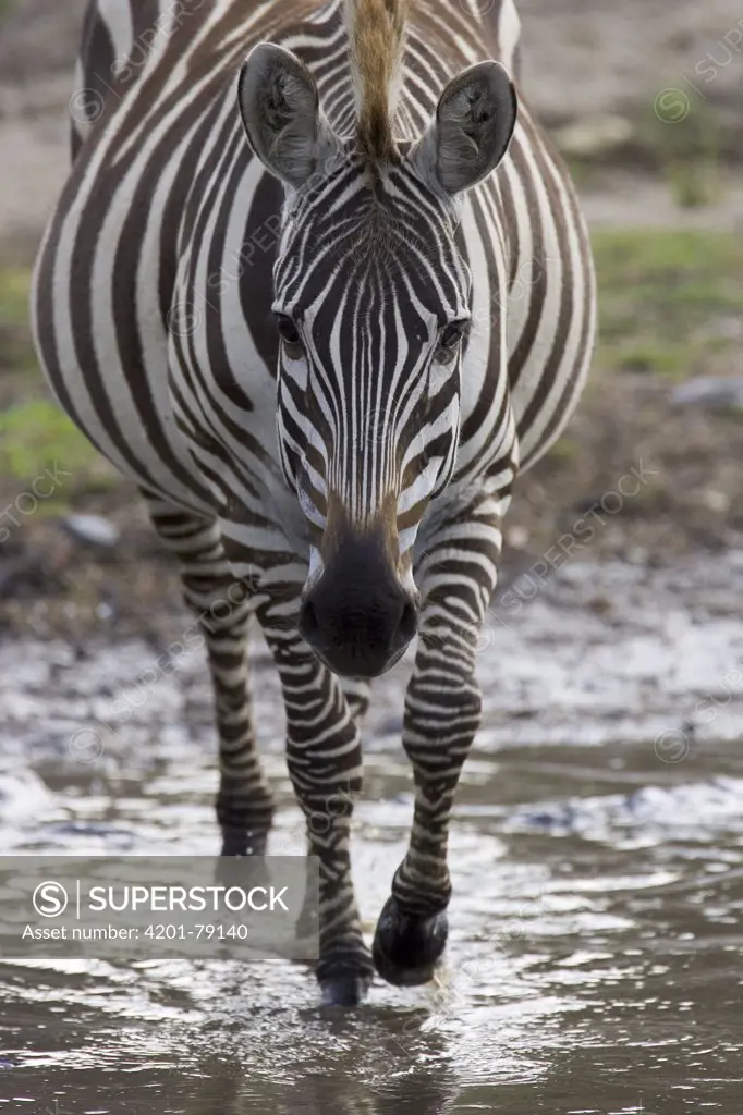 Burchell's Zebra (Equus burchellii) portrait, Masai Mara National Reserve, Kenya