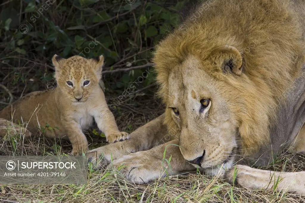 African Lion (Panthera leo) five week old cub approaches adult male after being introduced to pride members for the first time, vulnerable, Masai Mara National Reserve, Kenya