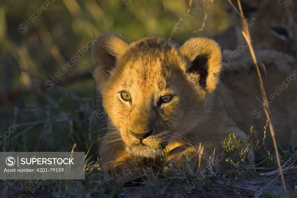 African Lion (Panthera leo) six to seven week old cub at sunrise, vulnerable, Masai Mara National Reserve, Kenya