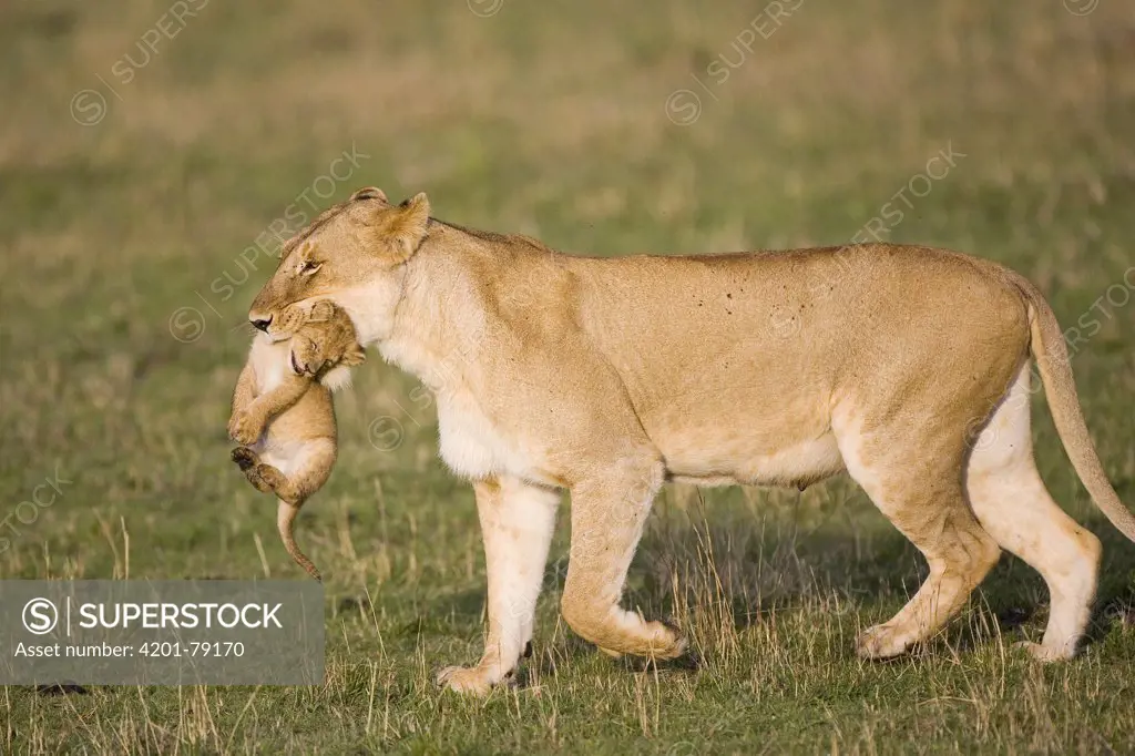 African Lion (Panthera leo) mother moving four week old cub, vulnerable, Masai Mara National Reserve, Kenya
