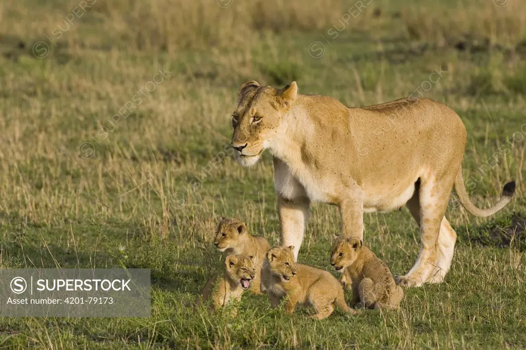 African Lion (Panthera leo) mother with four week old cubs, vulnerable, Masai Mara National Reserve, Kenya