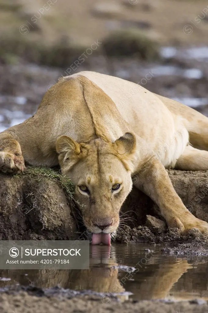African Lion (Panthera leo) adult female drinking, vulnerable, Masai Mara National Reserve, Kenya