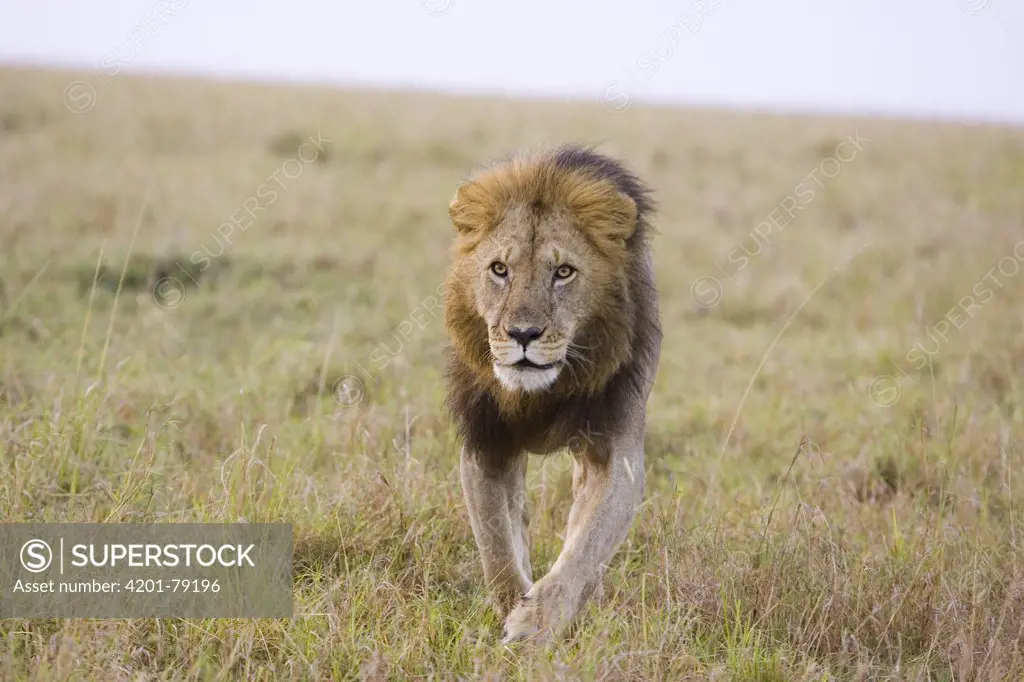 African Lion (Panthera leo) large male approaching camera, vulnerable, Masai Mara National Reserve, Kenya