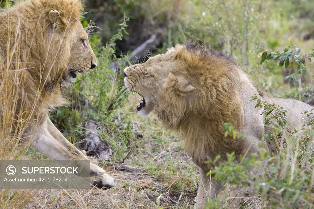 African Lion (Panthera leo) adult males fighting, vulnerable, Masai Mara National Reserve, Kenya
