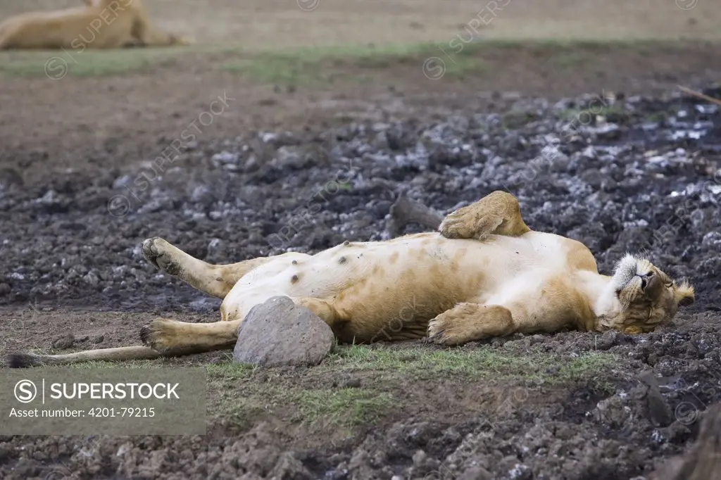 African Lion (Panthera leo) heavily pregnant female resting, vulnerable, Masai Mara National Reserve, Kenya