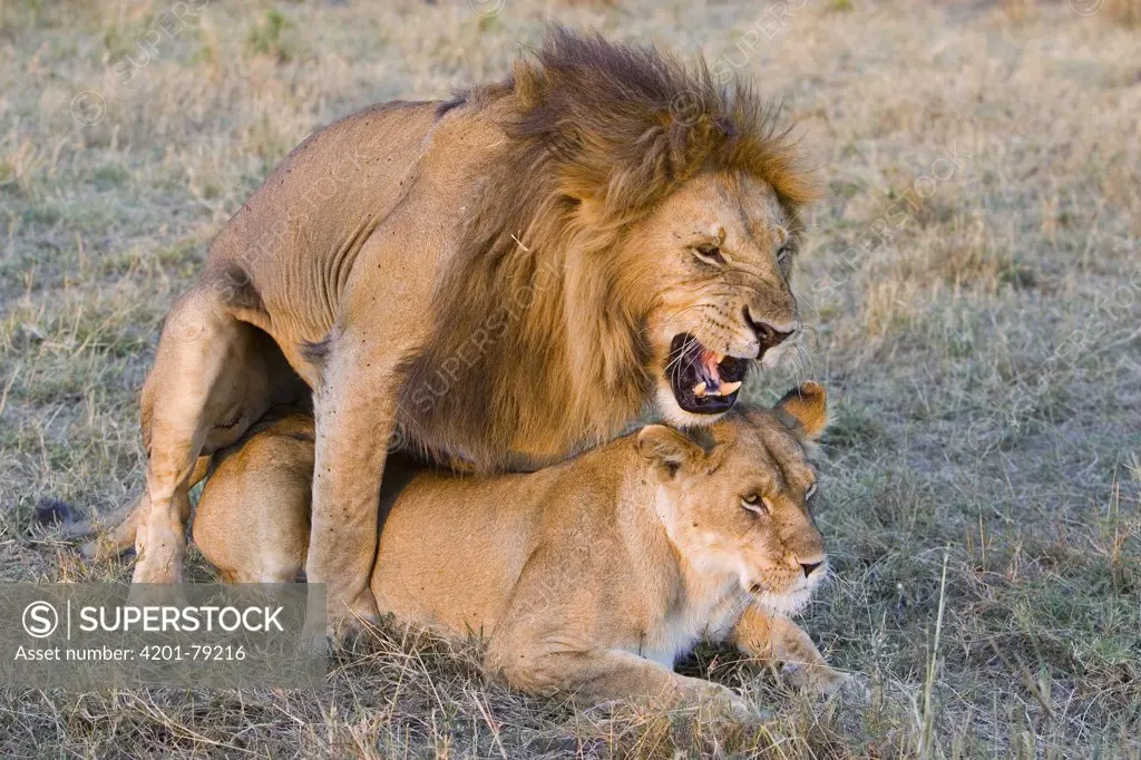 African Lion (Panthera leo) adult male mating with female, vulnerable, Masai Mara National Reserve, Kenya