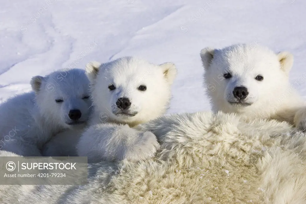Polar Bear (Ursus maritimus) three to four month old cubs peeking over mother while she is tranquilized by researchers, vulnerable, Wapusk National Park, Manitoba, Canada