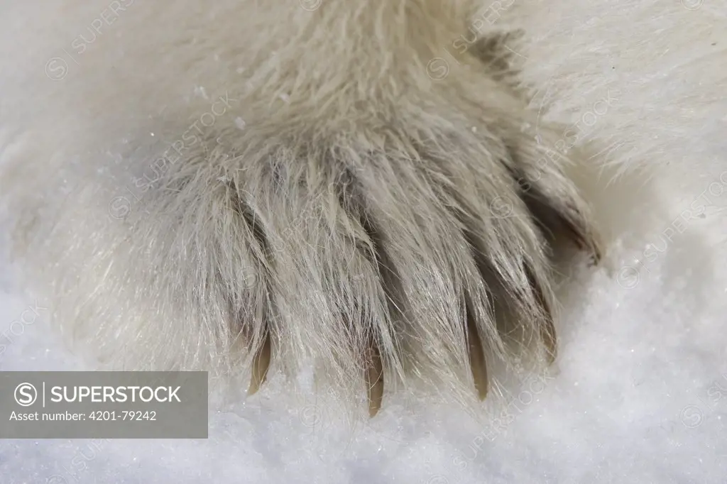 Polar Bear (Ursus maritimus) paw of three to four month old cub, vulnerable, Wapusk National Park, Manitoba, Canada