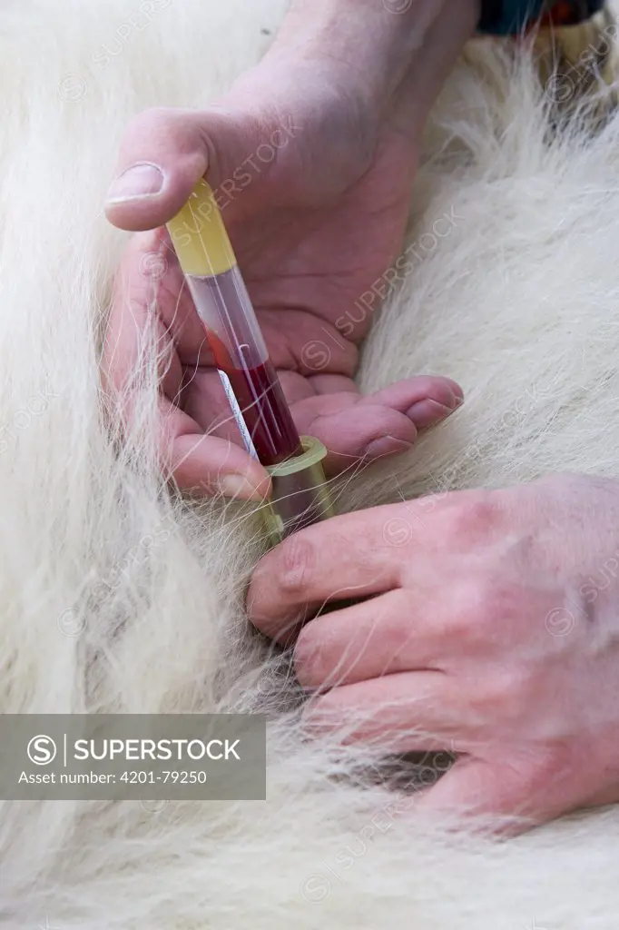 Polar Bear (Ursus maritimus) researcher Nick Lunn collects blood sample from an anesthetized adult female, vulnerable, Wapusk National Park, Manitoba, Canada