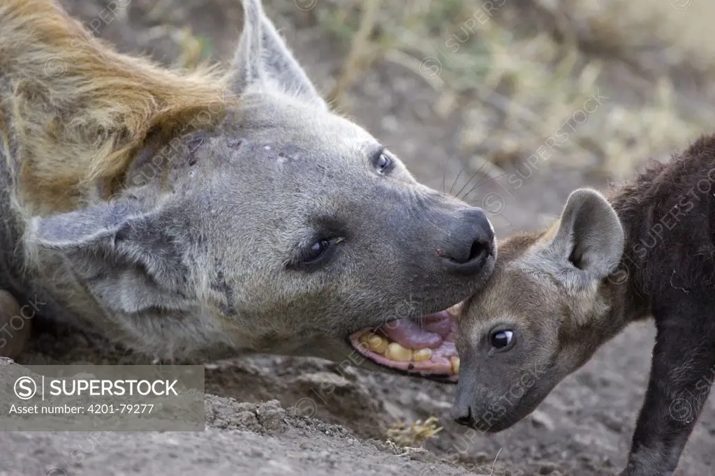 Spotted Hyena (Crocuta crocuta) mother and 9 to 11 week old cub playing, Masai Mara National Reserve, Kenya