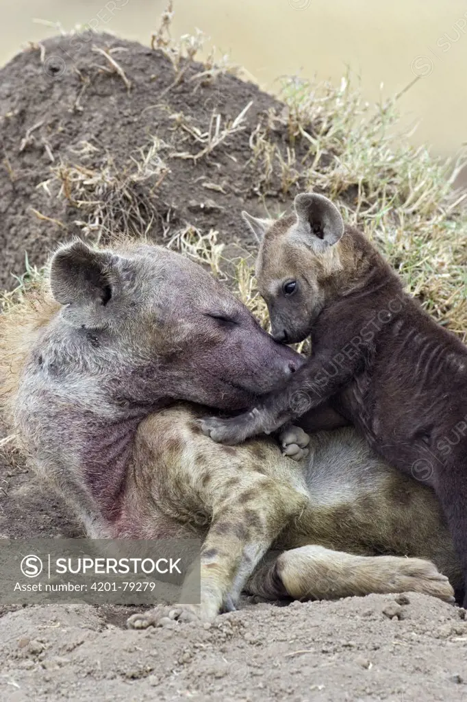 Spotted Hyena (Crocuta crocuta) playful 9 to 11 week old cub with mother, Masai Mara National Reserve, Kenya