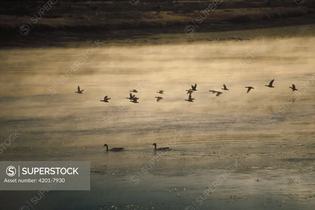 Canada Goose (Branta canadensis) flock flying, misty lake, North America