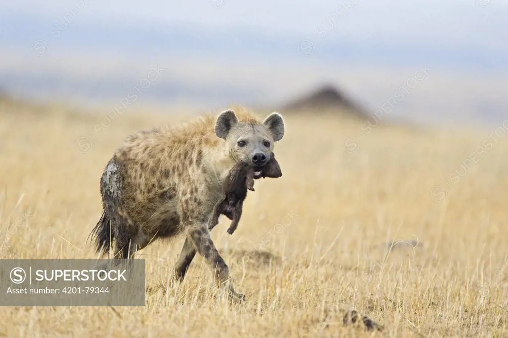 Spotted Hyena (Crocuta crocuta) mother carrying 3 to 4 day old cub, Masai Mara National Reserve, Kenya