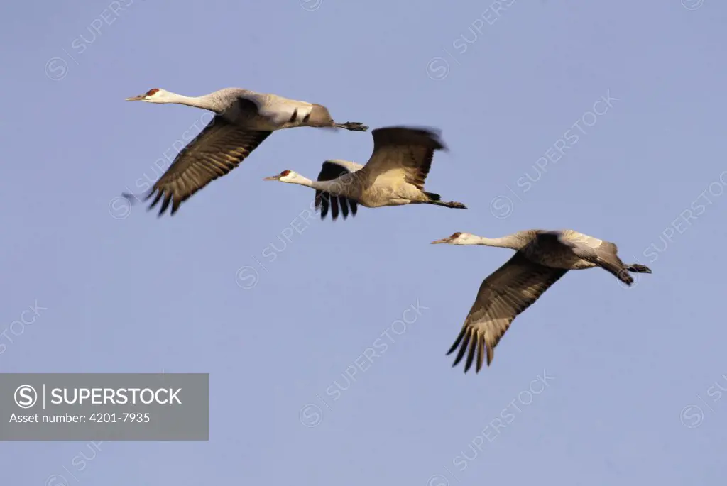 Sandhill Crane (Grus canadensis) trio flying, North America