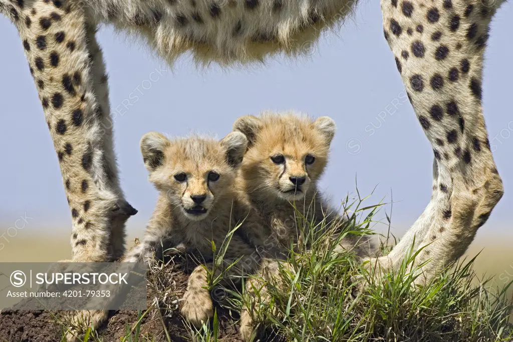 Cheetah (Acinonyx jubatus) eight week old cubs under mother, Maasai Mara Reserve, Kenya