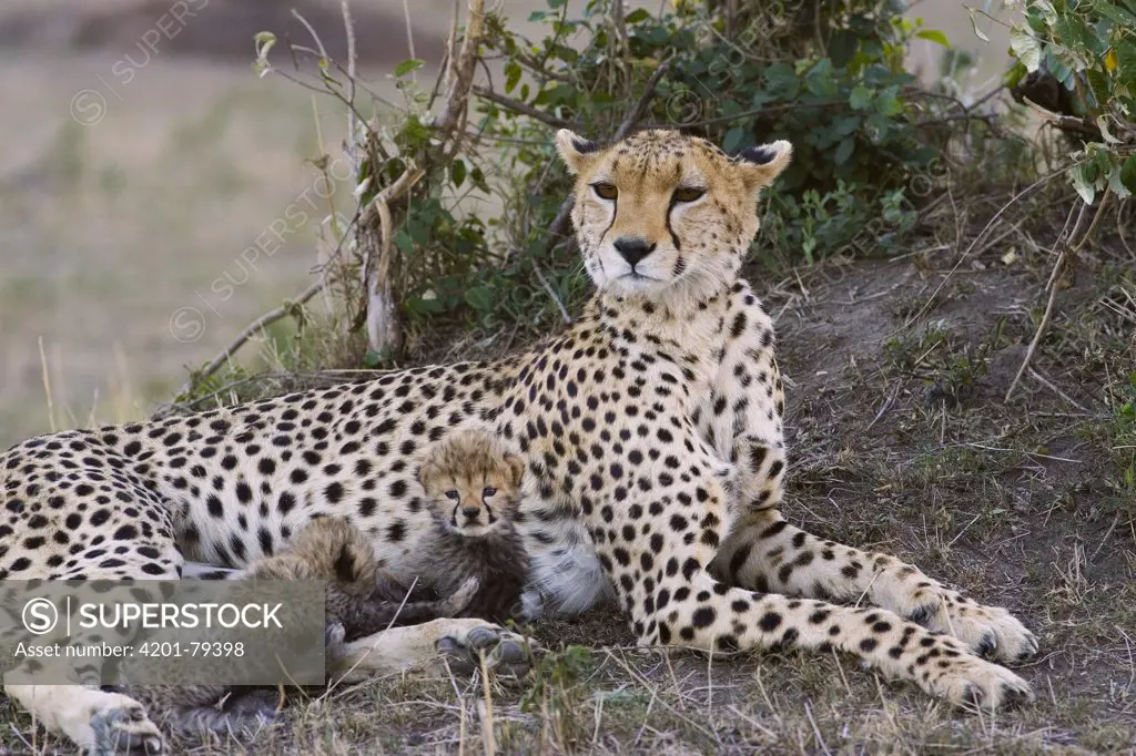 Cheetah (Acinonyx jubatus) mother and sixteen day old cubs, Maasai Mara Reserve, Kenya