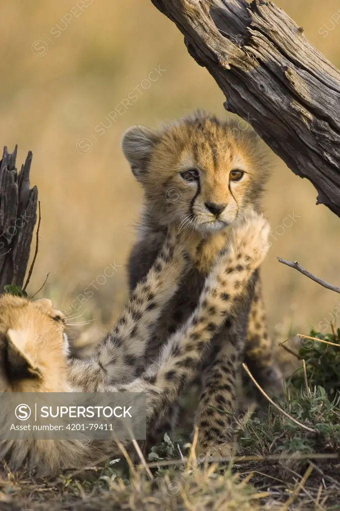 Cheetah (Acinonyx jubatus) six to eight week old cubs playing, Maasai Mara Reserve, Kenya