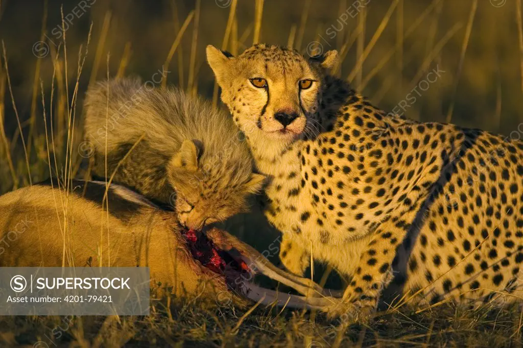 Cheetah (Acinonyx jubatus) mother and ten to twelve week old cub at kill at sunset, Maasai Mara Reserve, Kenya