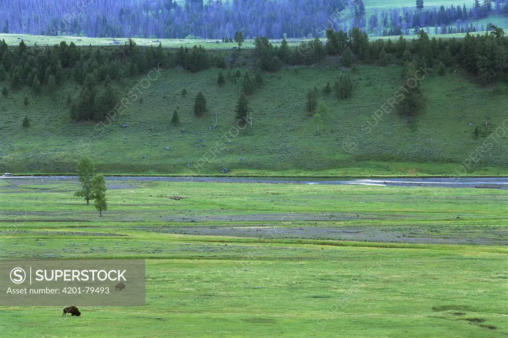 American Bison (Bison bison) grazing in Lamar Valley, Yellowstone National Park, Montana